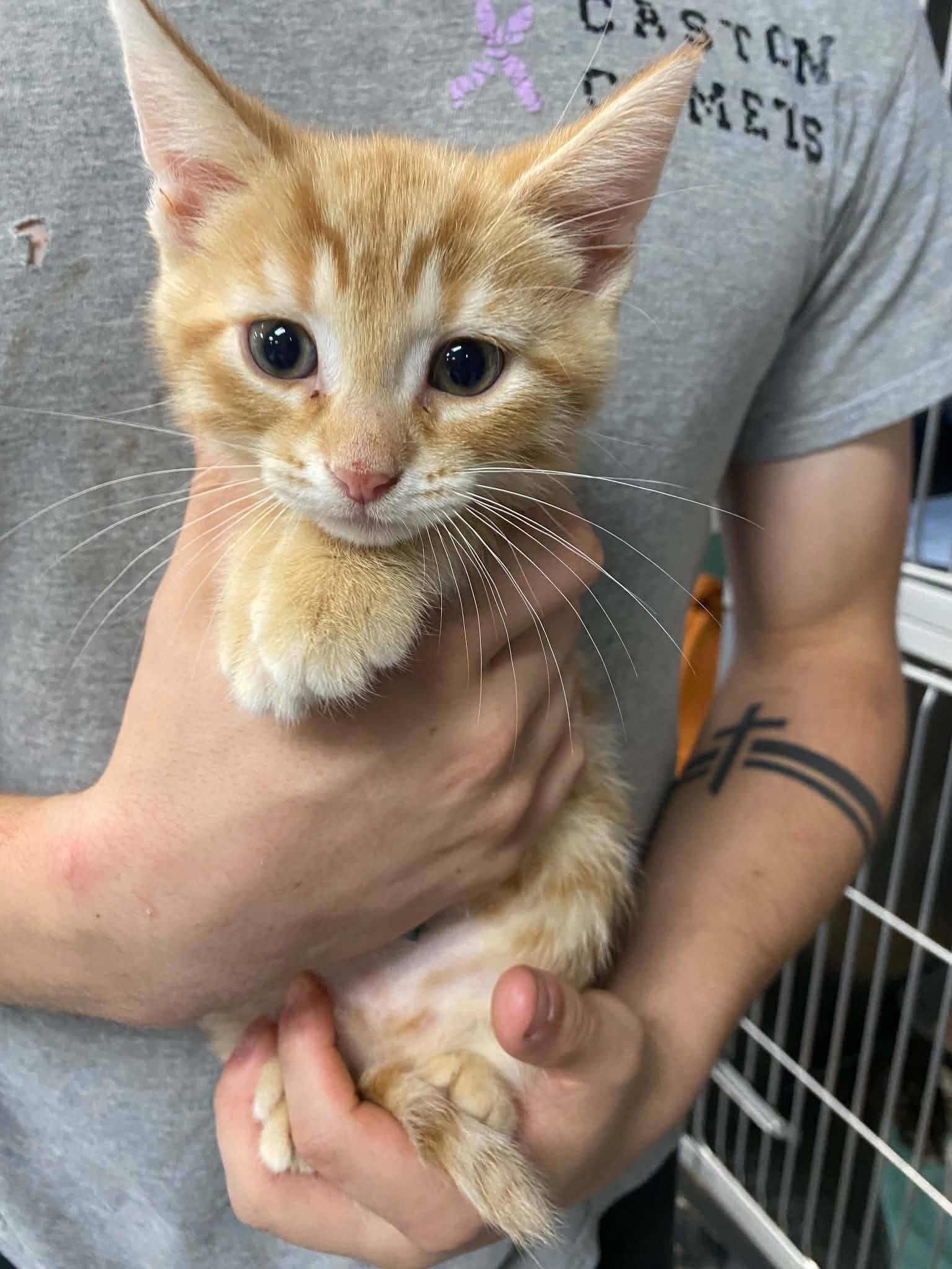 A staff member holding a small orange tabby kitten